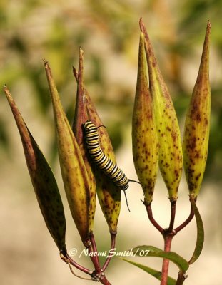 Swamp Milkweed Seed Pods - Asclepias incarnata S7 #4025