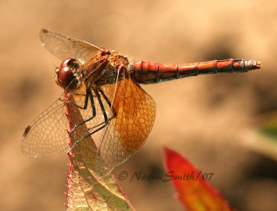 Band-winged Meadowhawk S7 #4312