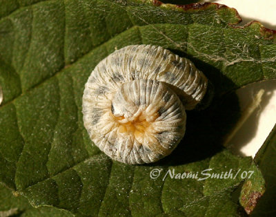 Dogwood Sawfly Larvae-Macremphytus testaceus S7 #4541