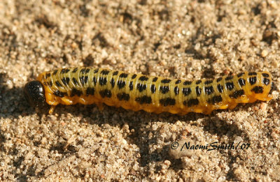 Dogwood Sawfly Larvae-Macremphytus testaceus S7 #4649