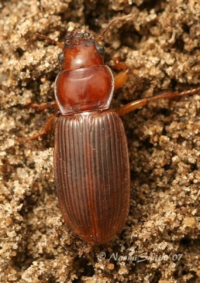 Harpalus eraticus S7 #4759