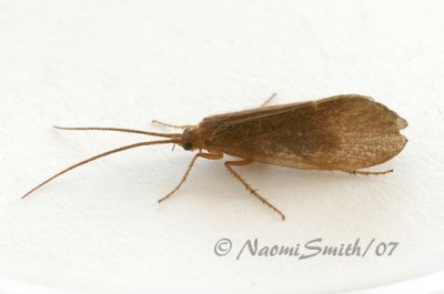 Caddis Fly-Ironoquia lyrata S7 #4893