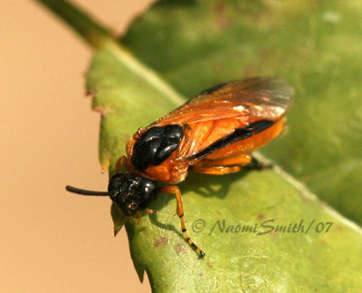 Rose Sawfly - Arge ochropus AU7 #3413