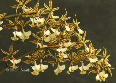 Epidendrum stamfordianum MR8 #7217