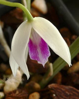 Leptotes bicolor MR8 #7233