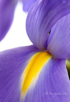 Iris MR8 #7238