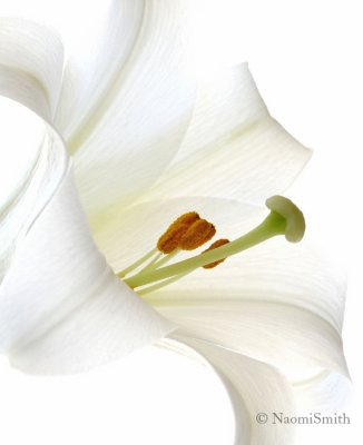 Easter Lily-Lilium longiflorum MR8 #7404
