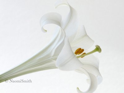 Easter Lily-Lilium longiflorum MR8 #7410