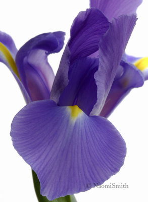 Iris MR8 #7449