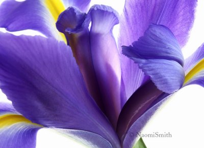 Iris MR8 #7457
