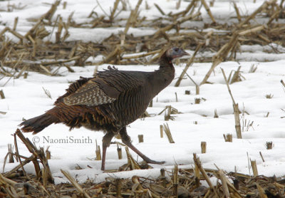 Wild Turkey2-Meleagris gallopavo MR8 #7486