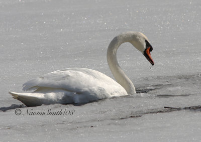 Mute Swan-Cygnus olor AP8 #7750