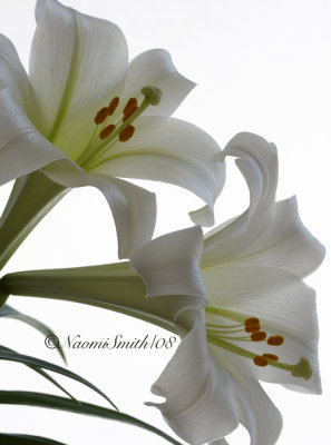Easter Lilies-Lilium longiflorum AP8 #7520