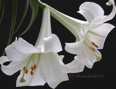 Easter Lilies-Lilium longiflorum AP8 #8011