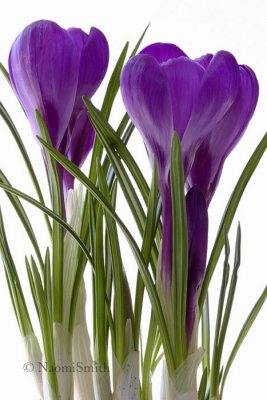 Crocus MR8 7383