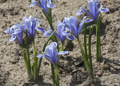Iris reticulata Cantab AP8 #8476