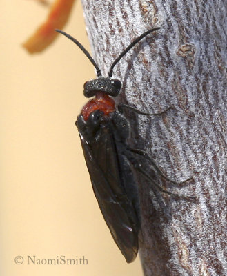 Sawfly AP8 #8388