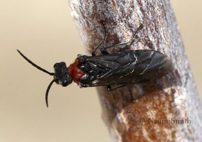 Sawfly AP8 #8386