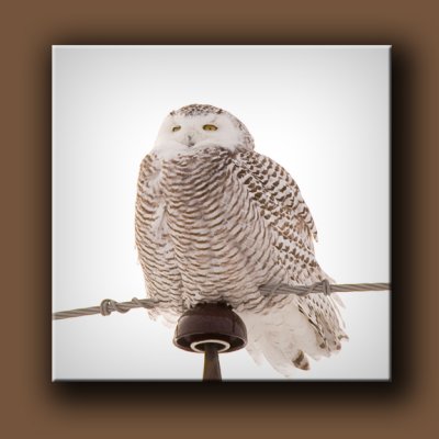 Snowy Owl