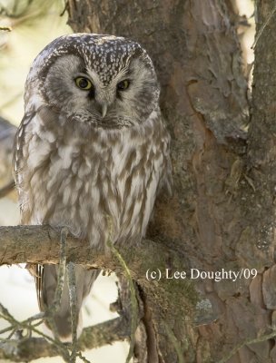 Boreal Owl