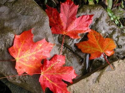 Autumn Maple Leaves