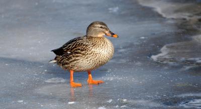 Mallard Hen