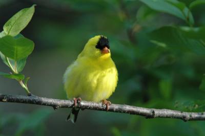 American Goldfinch - Summer Plumage