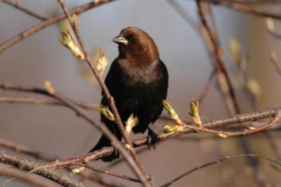 Brown-Headed Cowbird