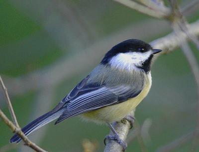 Chickadee