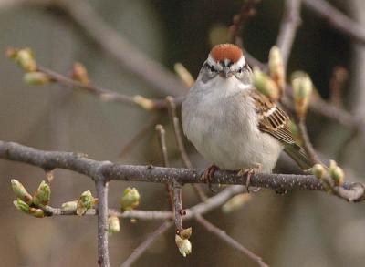 Chipping Sparrow