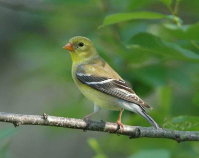 American Goldfinch