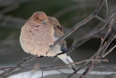 Mourning Dove