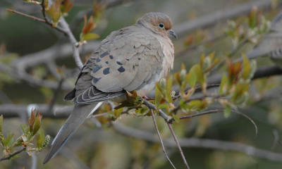 Mourning Dove