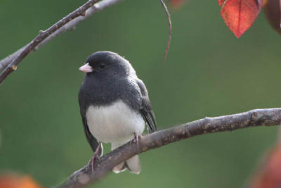 Dark-Eyes Junco