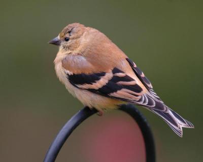 Finch (Winter Coloring)