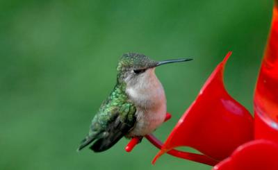 Hummingbird