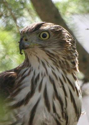 Cooper's Hawk