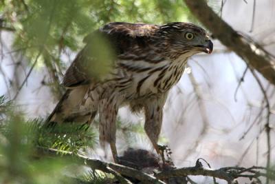 Cooper's Hawk