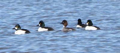 Common Goldeneye- Males and Females