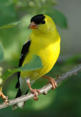 American Goldfinch