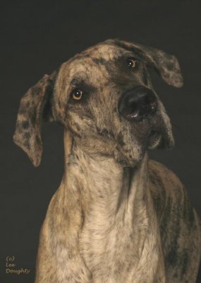 Sadie