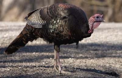 Wild Turkey