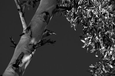 Bird in Tree I see