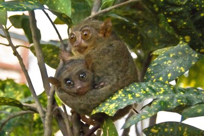 World's Smallest Monkey