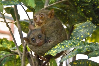 World's Smallest Monkey