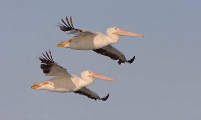 American White Pelican