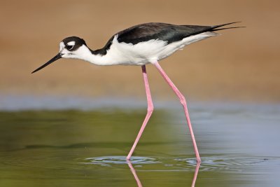 Black-necked Stilt (Viuda)