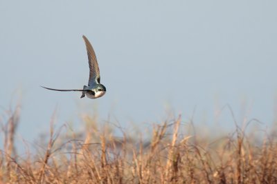 Tree Swallow