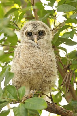 Barred Owl (owlette)