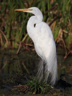 Great Egret (breeding plumage)